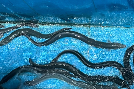 a(chn)I(y)һЇ(gu)~(y)ȫ˳ɹ(yng)ˮܛSγɲ